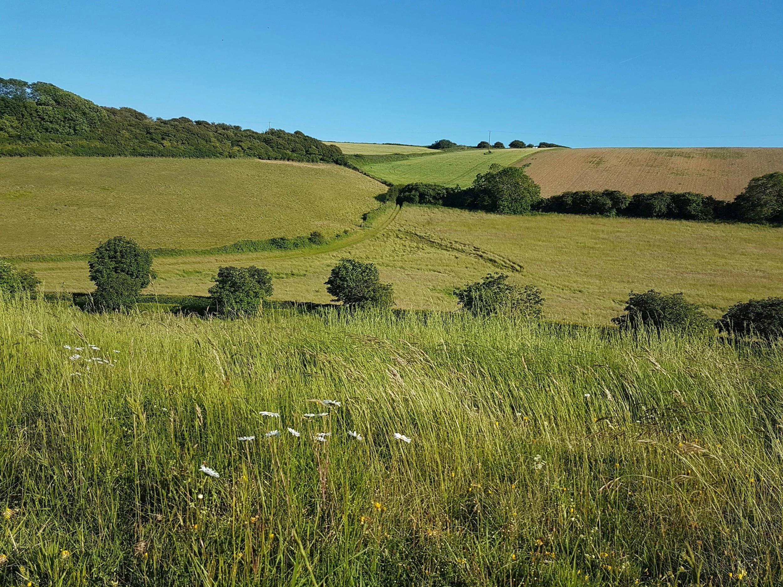 A scenic landscape of rolling green fields with scattered trees and bushes under a clear blue sky.