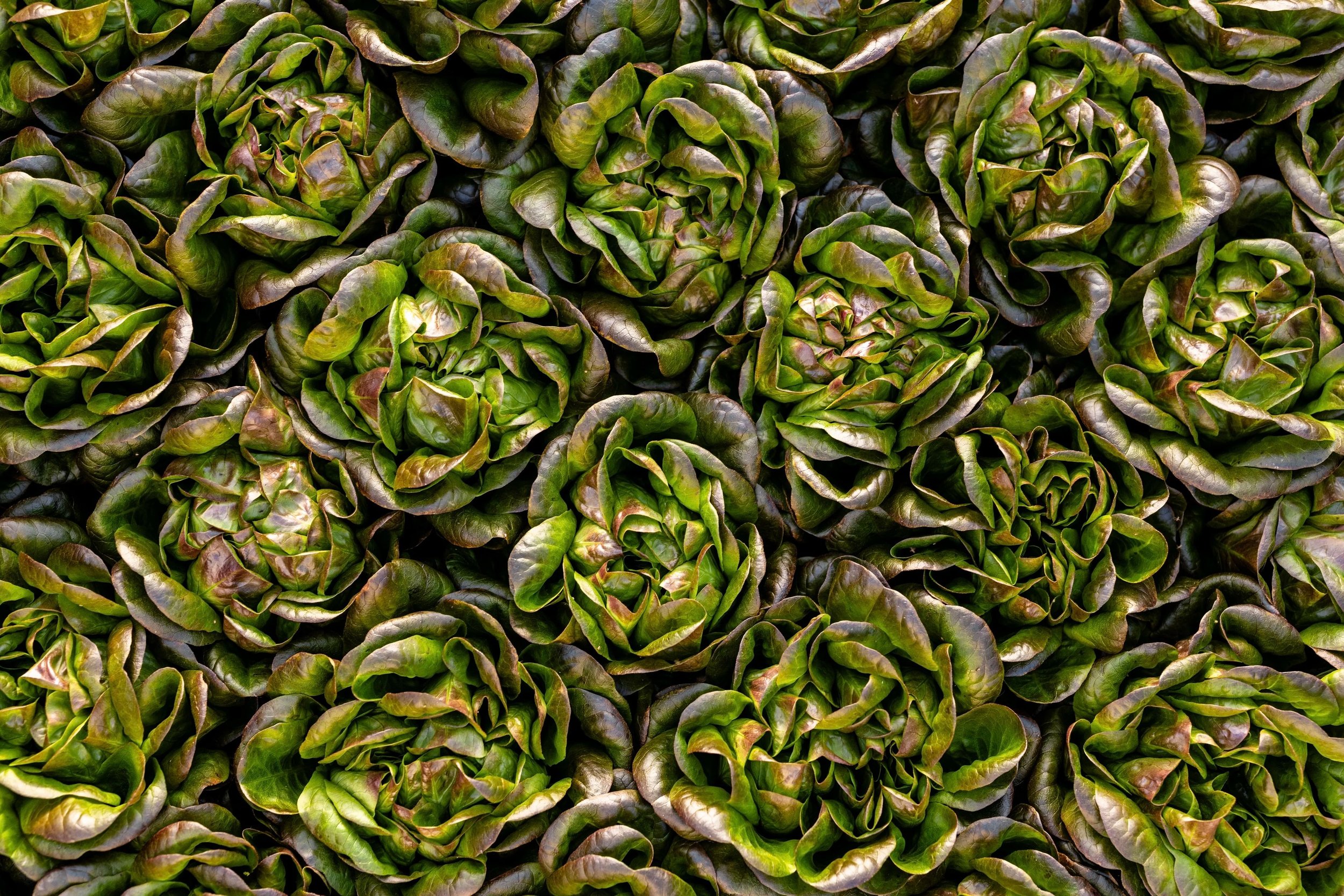 Proufound+Microfarms-1.jpg