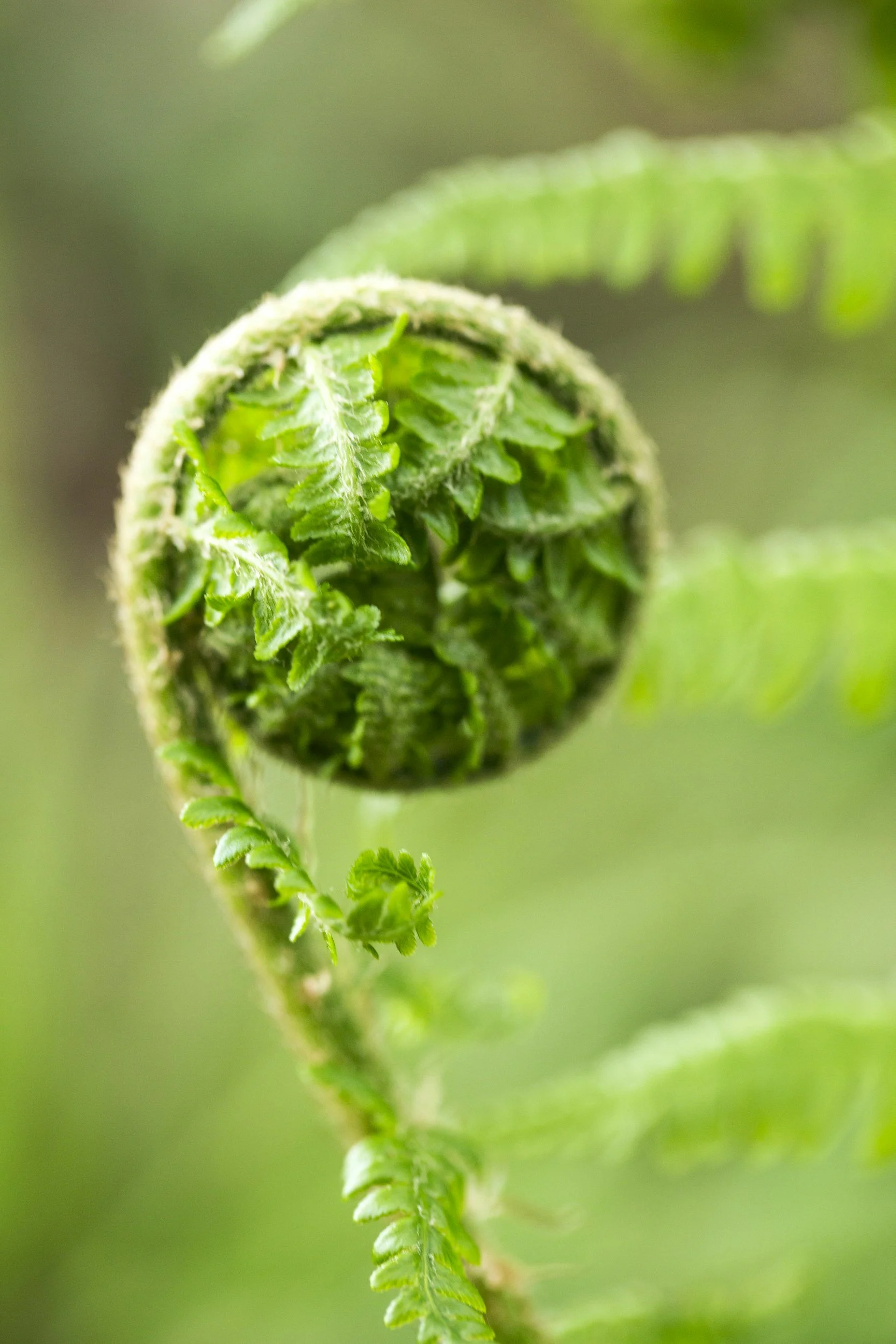 A bright green fiddlehead fern unfurling