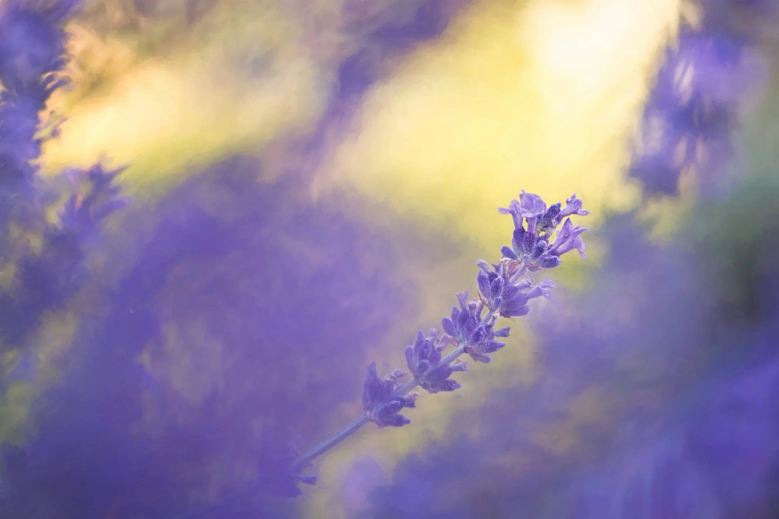Close-up of a lavender flower with a soft, blurred background of purple and yellow hues.