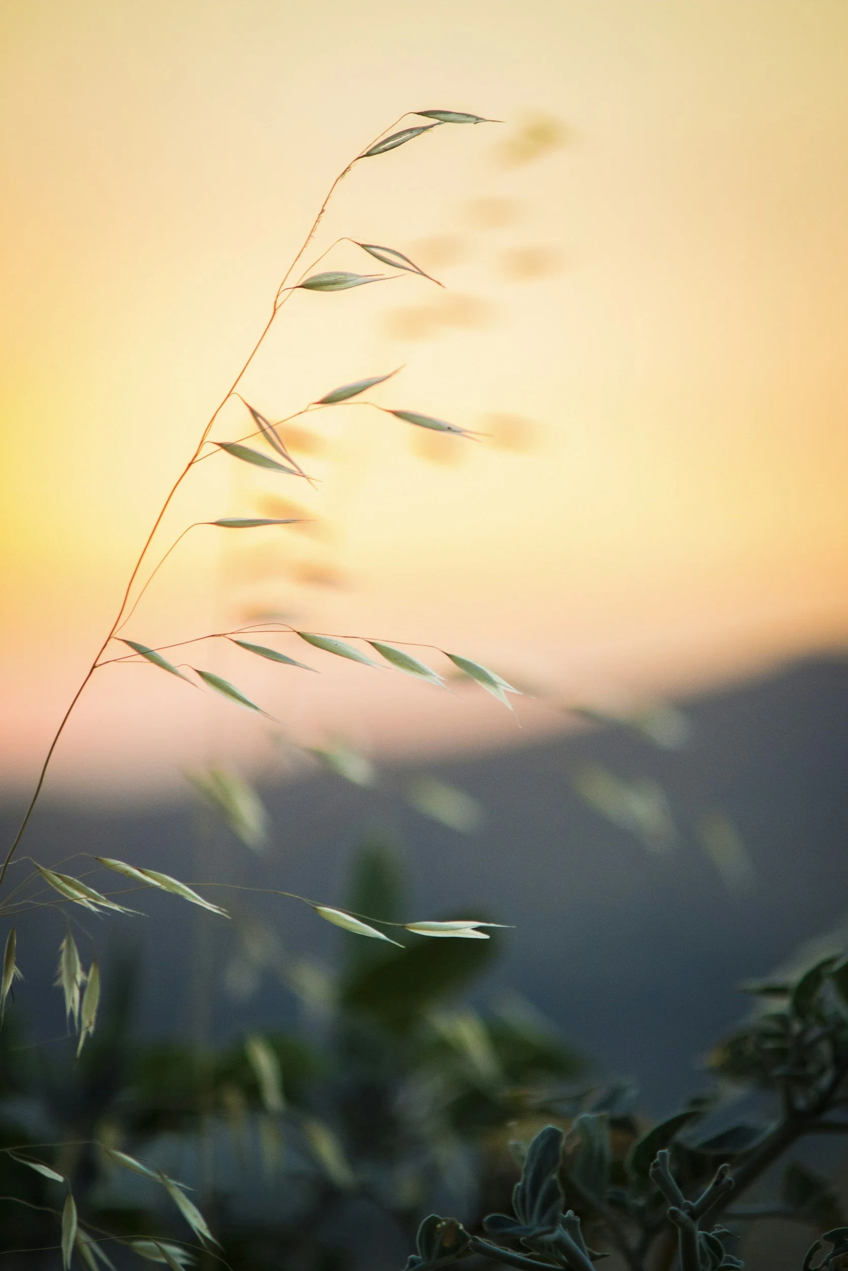 Close-up of green grass blades and leaves against a soft yellow-orange background.