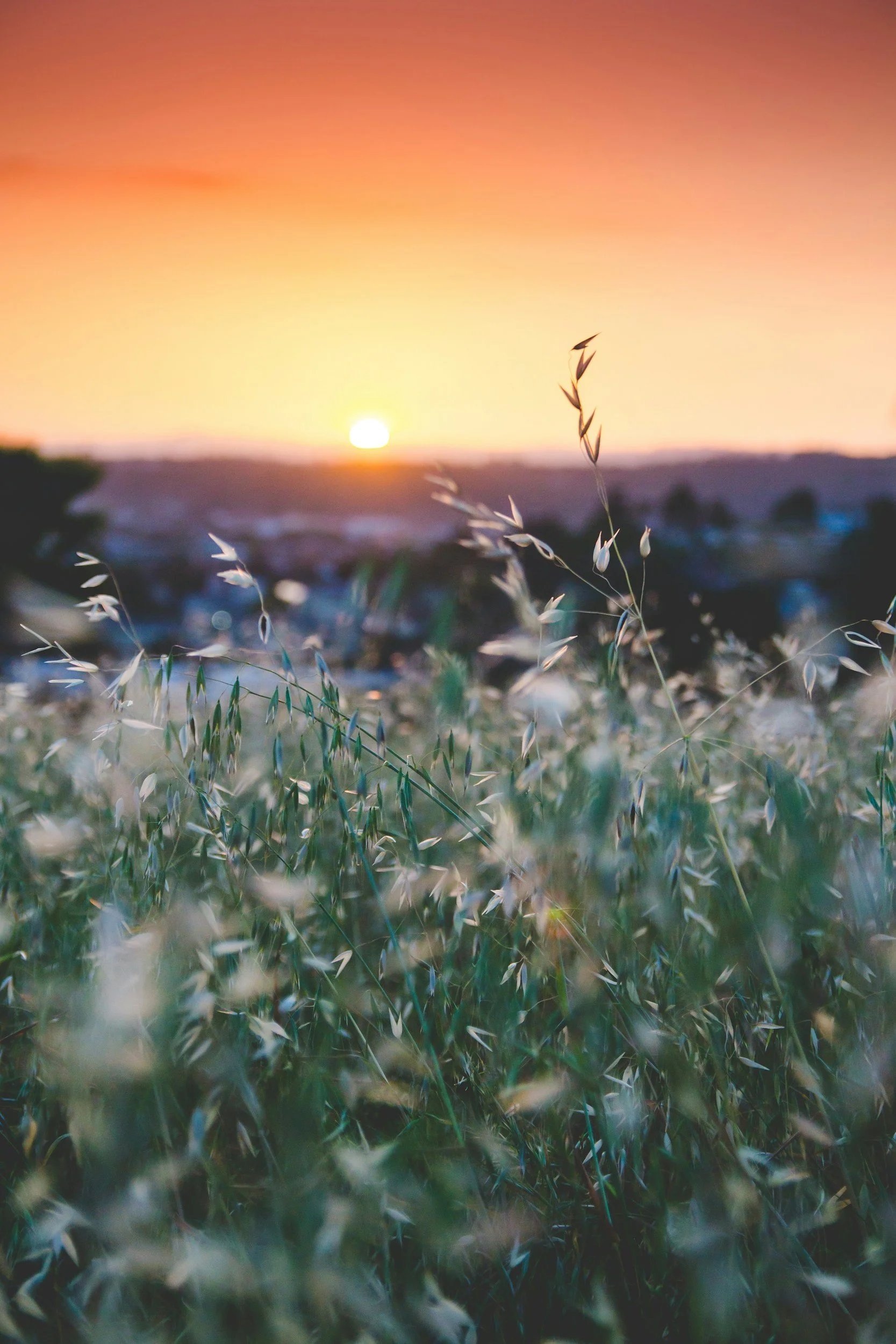 Close-up of grass and wild plants with a blurred background of a sunset over a landscape.