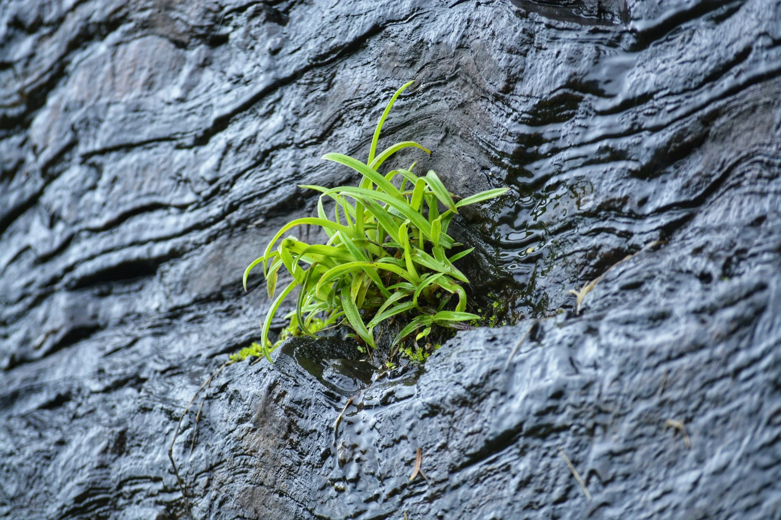 Green plants growing in a crevice of wet black textured rock. Growth can happen under harsh conditions.