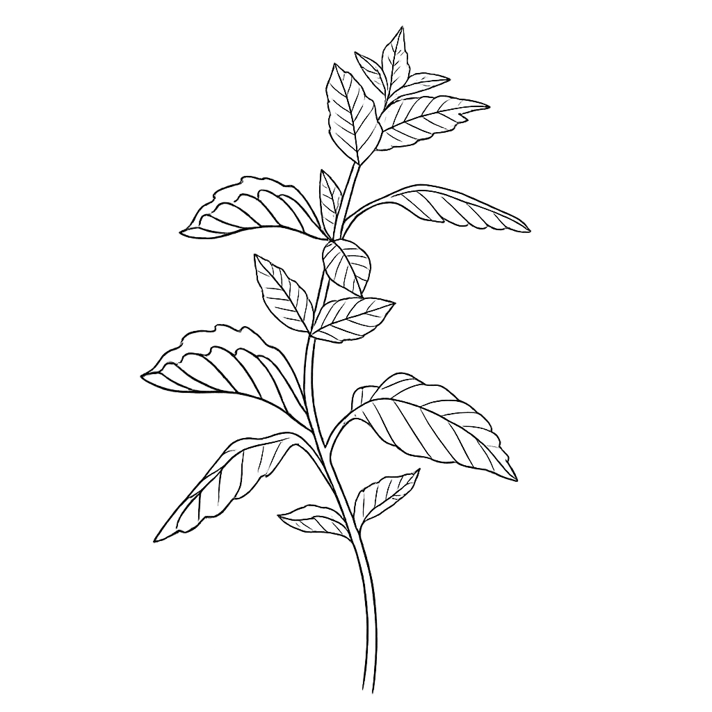 Line drawing of a plant with multiple leaves against a black background.