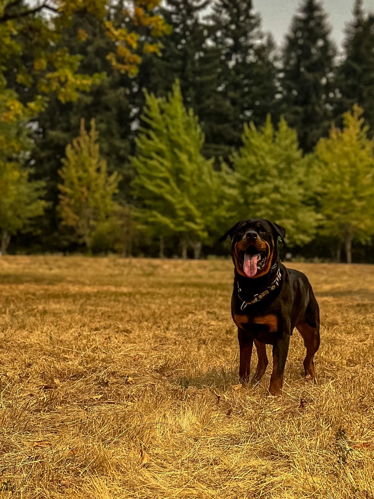 A Rottweiler dog standing on a grassy field with trees in the background, tongue hanging out, during daytime.