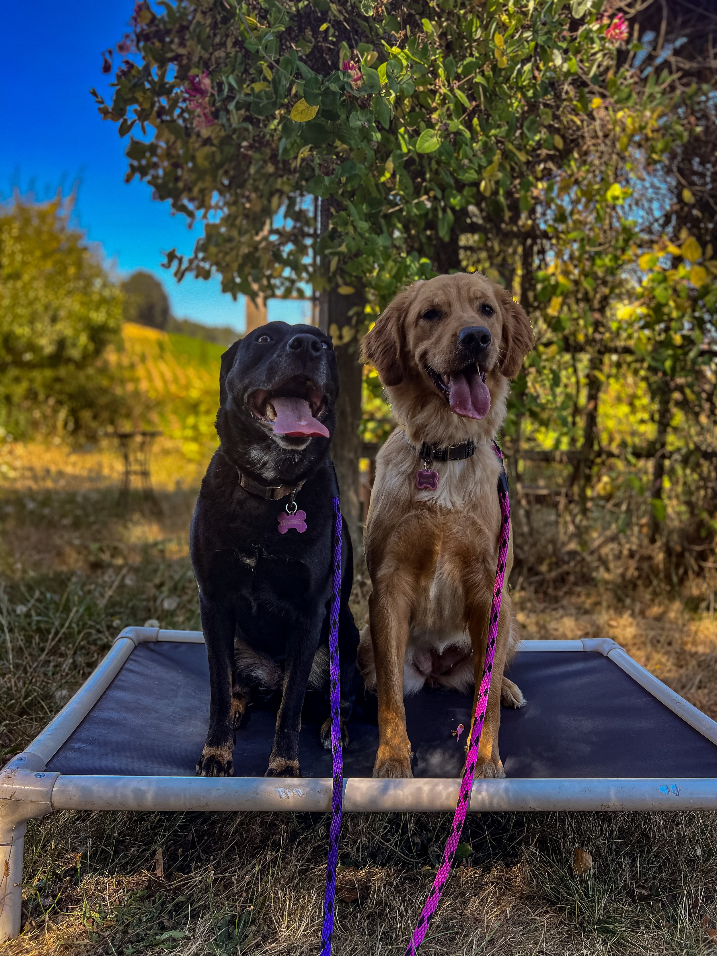 Two dogs sitting on a metallic platform outdoors, with a tree and blue sky in the background. One is a black dog with a shiny coat, and the other is a golden retriever with a light coat, both wearing collars and pink or purple leashes.