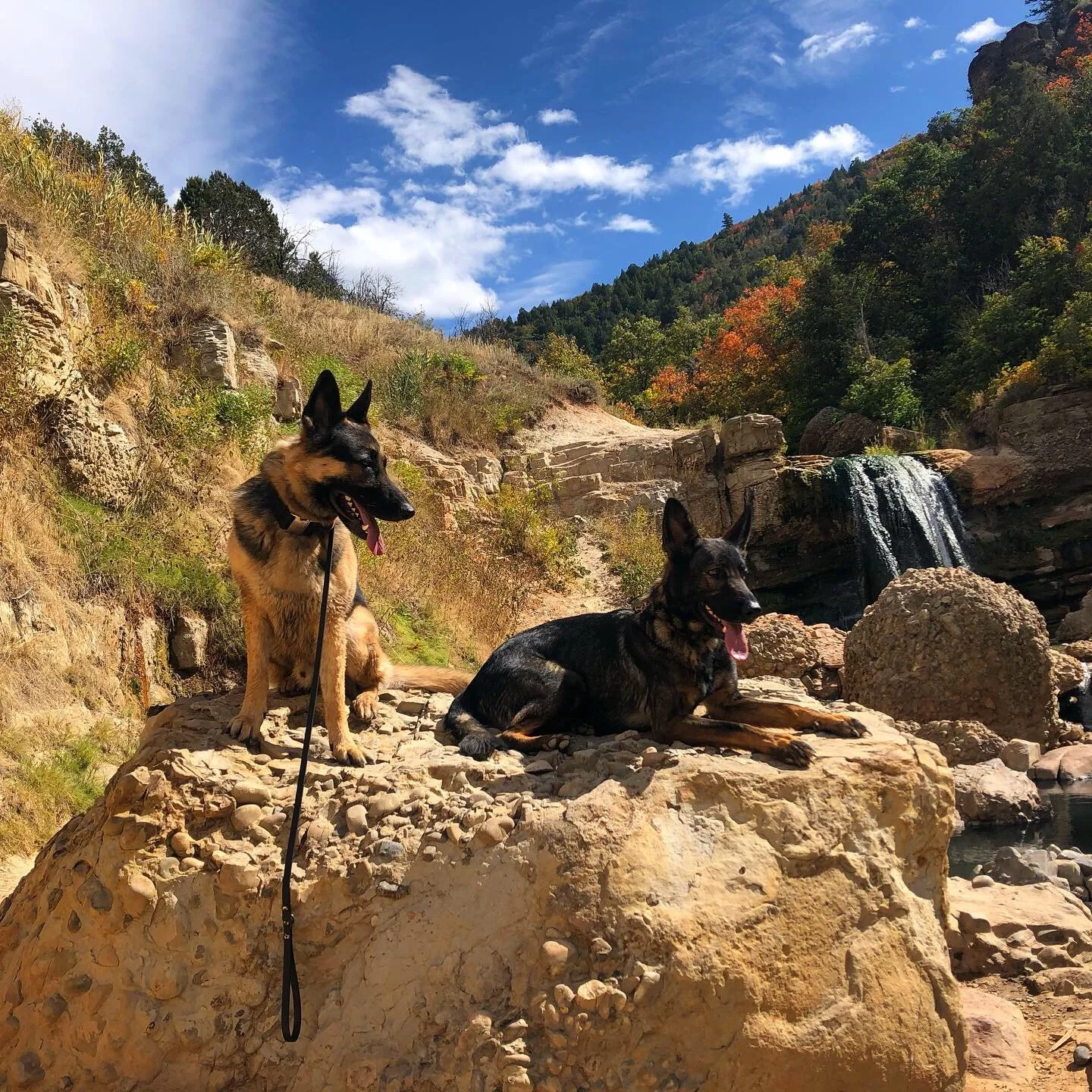 Two German Shepherd dogs resting on rocks near a waterfall in a mountain landscape, with trees and a blue sky with clouds