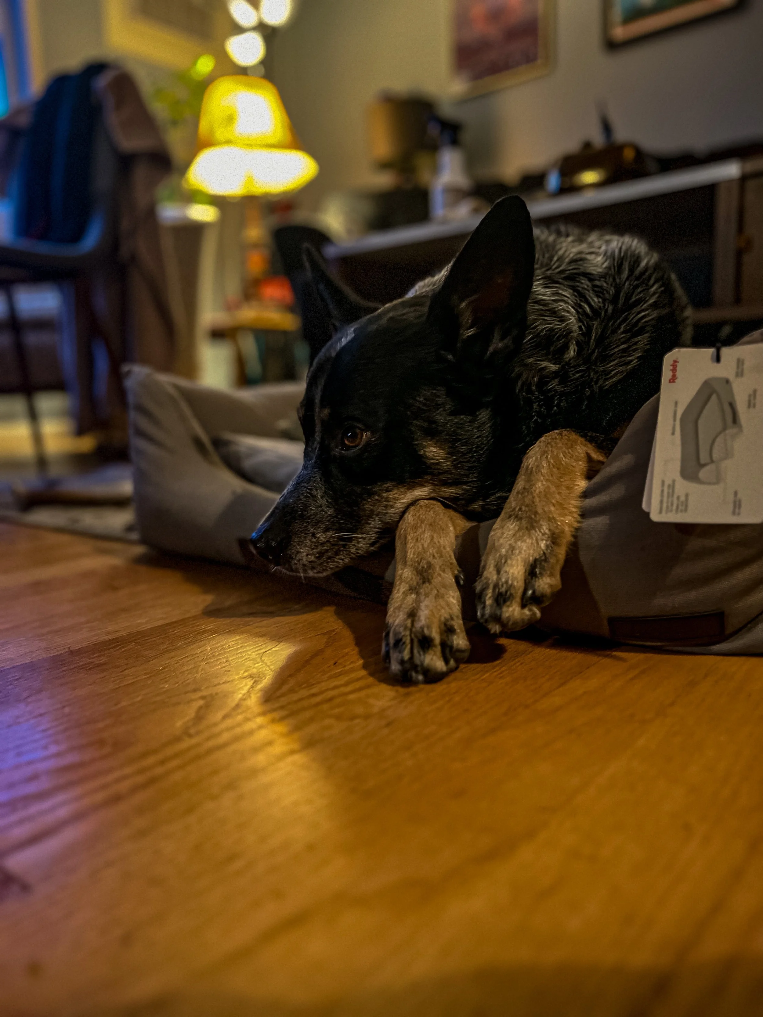Close-up of a black and brown dog resting on a cushioned spot near a wooden floor, in a dimly lit room with a yellow lamp and some furniture in the background.