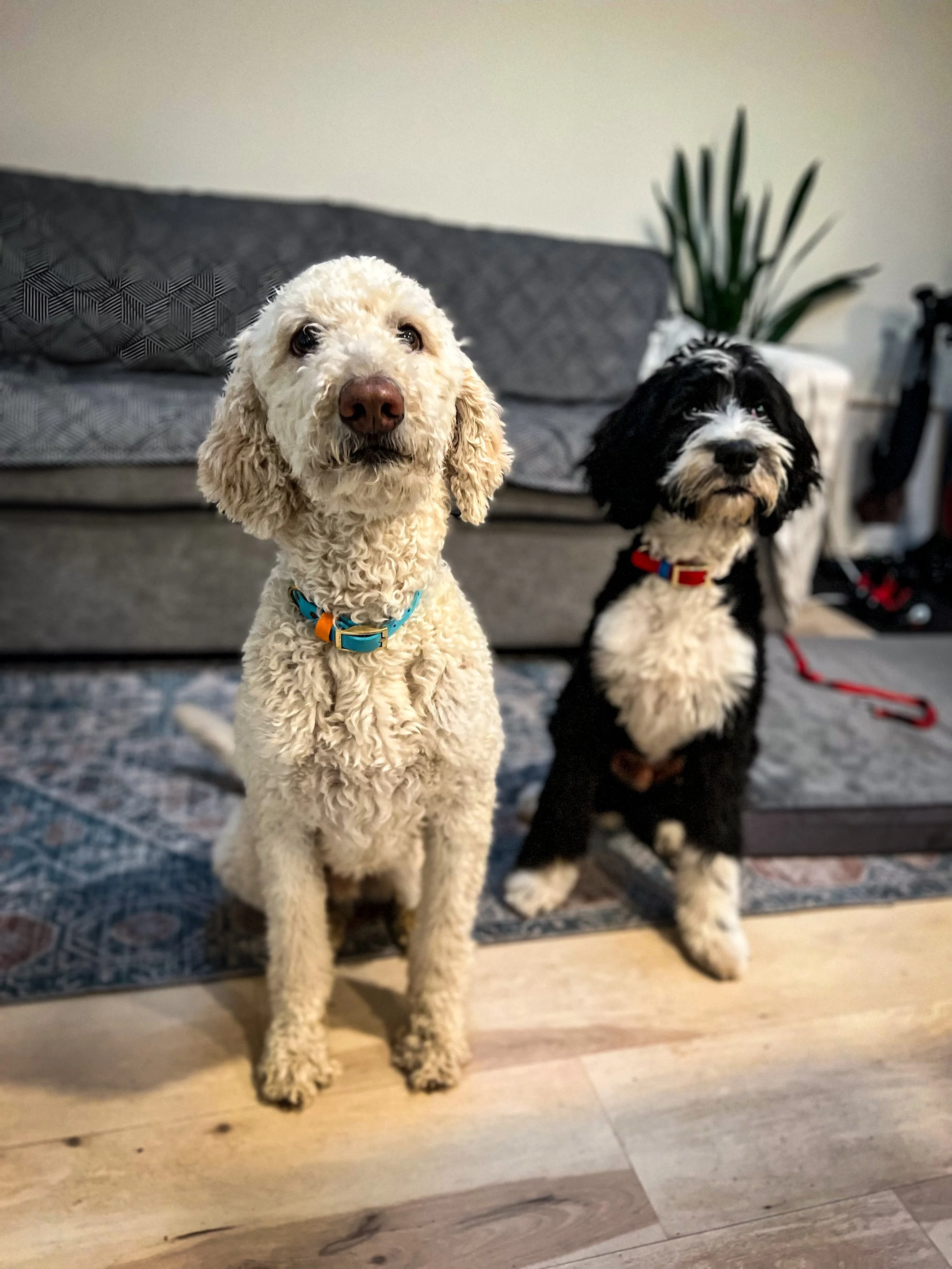 Two dogs, one with curly cream-colored fur and the other with black and white fur, sitting on a wooden floor in front of a dark gray couch with a patterned pillow, and a green plant in the background.