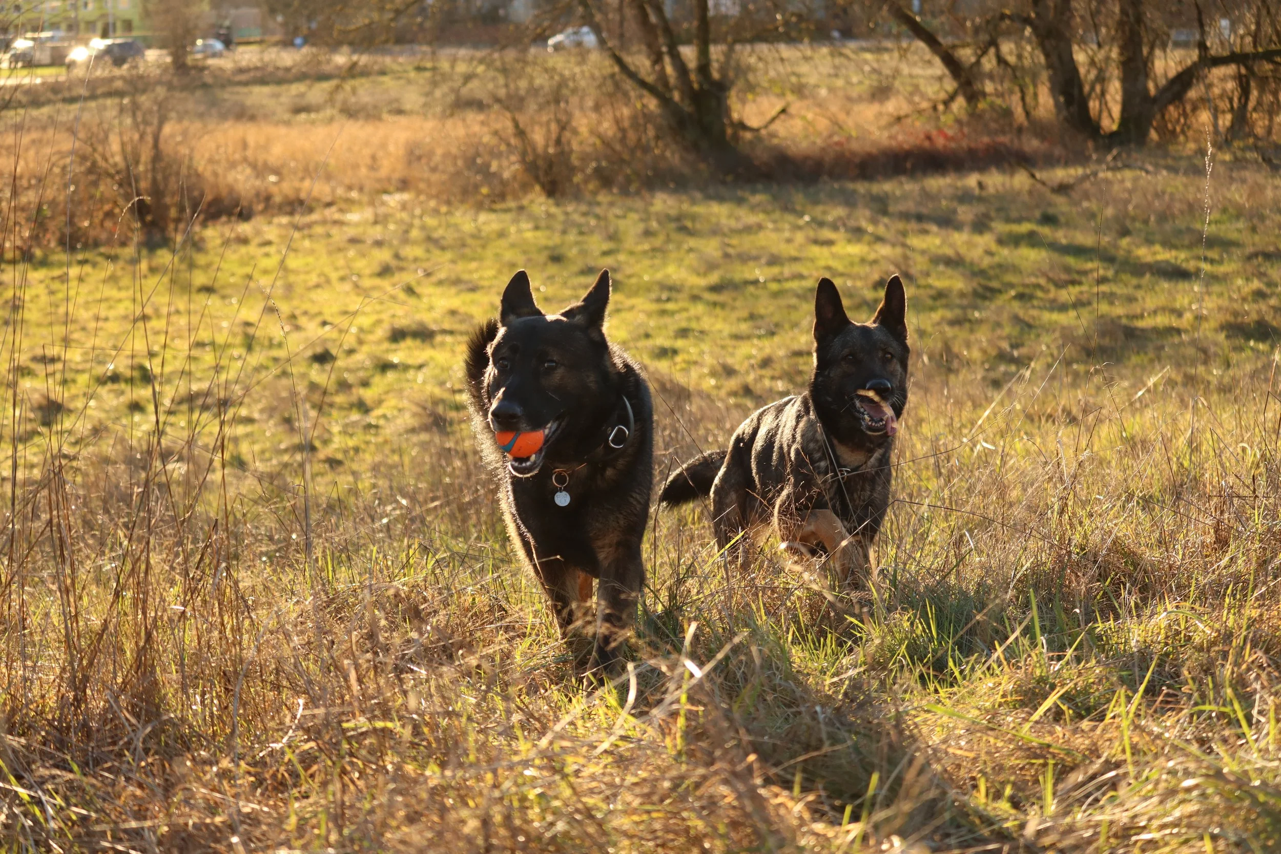 Two dogs running through a grassy field in the late afternoon sunlight, one holding a small orange ball in its mouth.