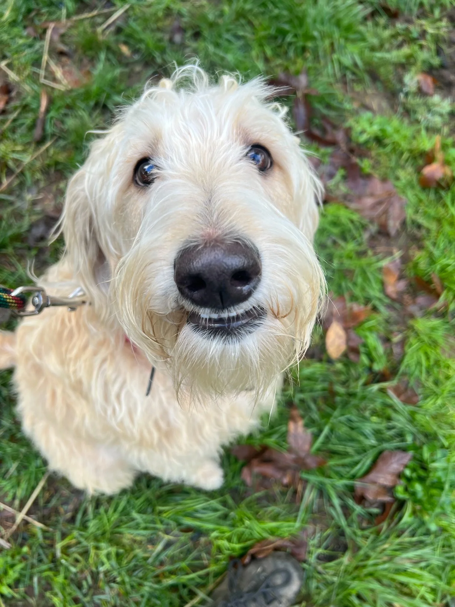 Close-up of a light-colored dog with wet, curly fur looking up at the camera, outdoors on grass and leaves.