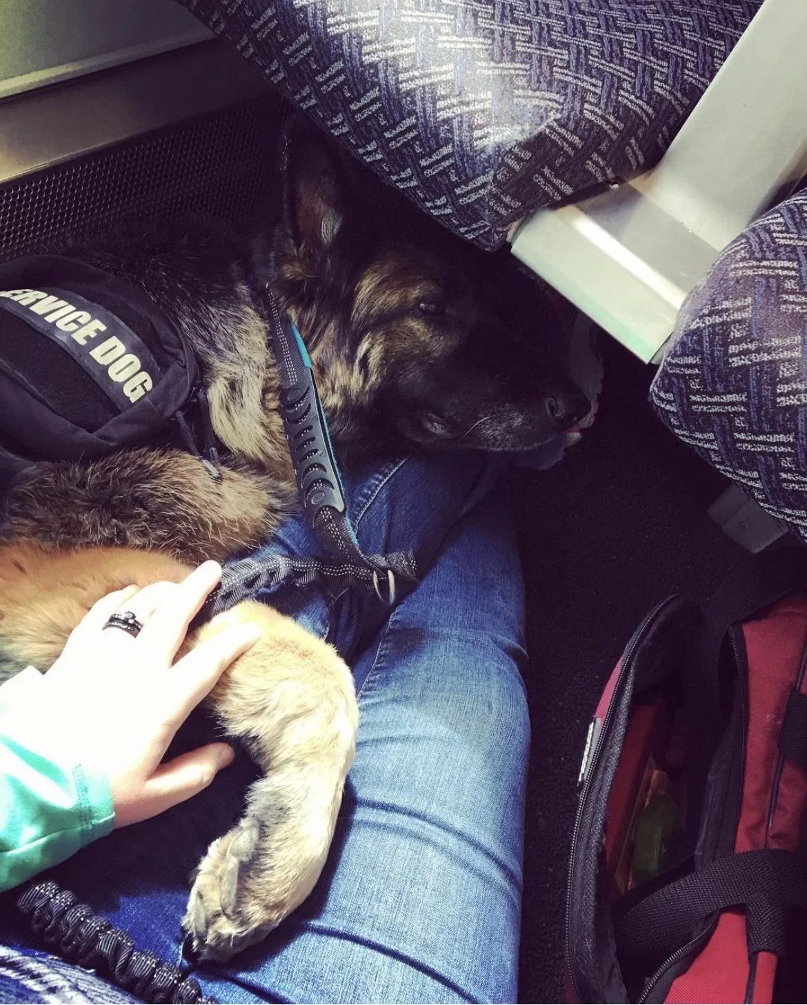 Two dogs sleeping on a person's lap on a bus, one wearing a harness with 'SERVICE DOG' written on it.