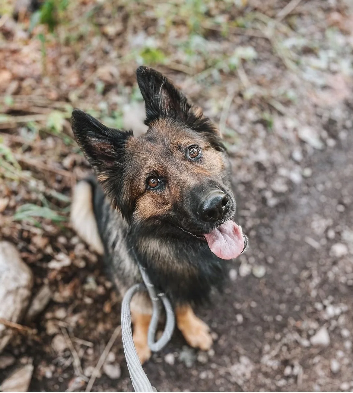 A happy dog with pointed ears, brown eyes, a black nose, and an open mouth with tongue out, standing on a dirt path surrounded by foliage.