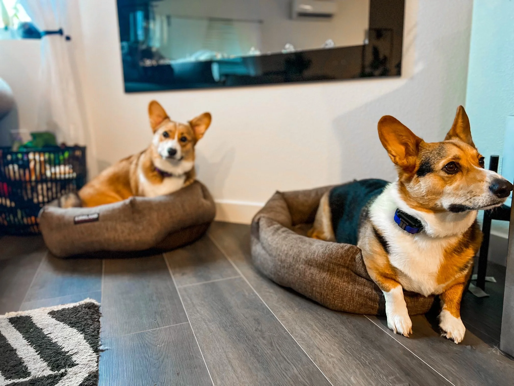 Two dogs resting on separate dog beds in a living room. The bedroom has dark tile flooring, a rug, a basket of magazines, and a view of the outside through a window. The wall has a large mirror and an air conditioning unit.