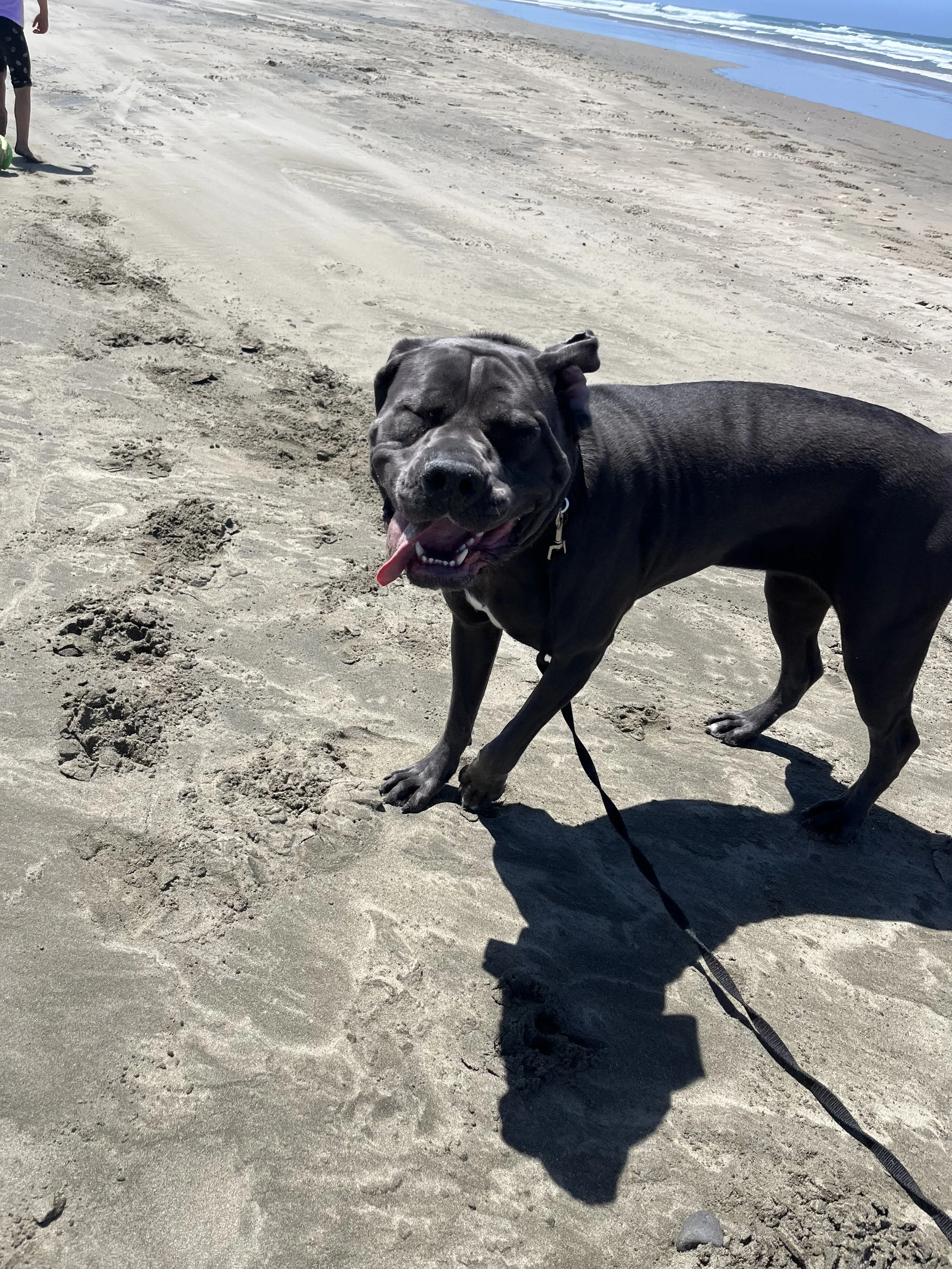 A happy black dog with its tongue out standing on the sandy beach near the water, with footprints in the sand and gentle waves in the background.