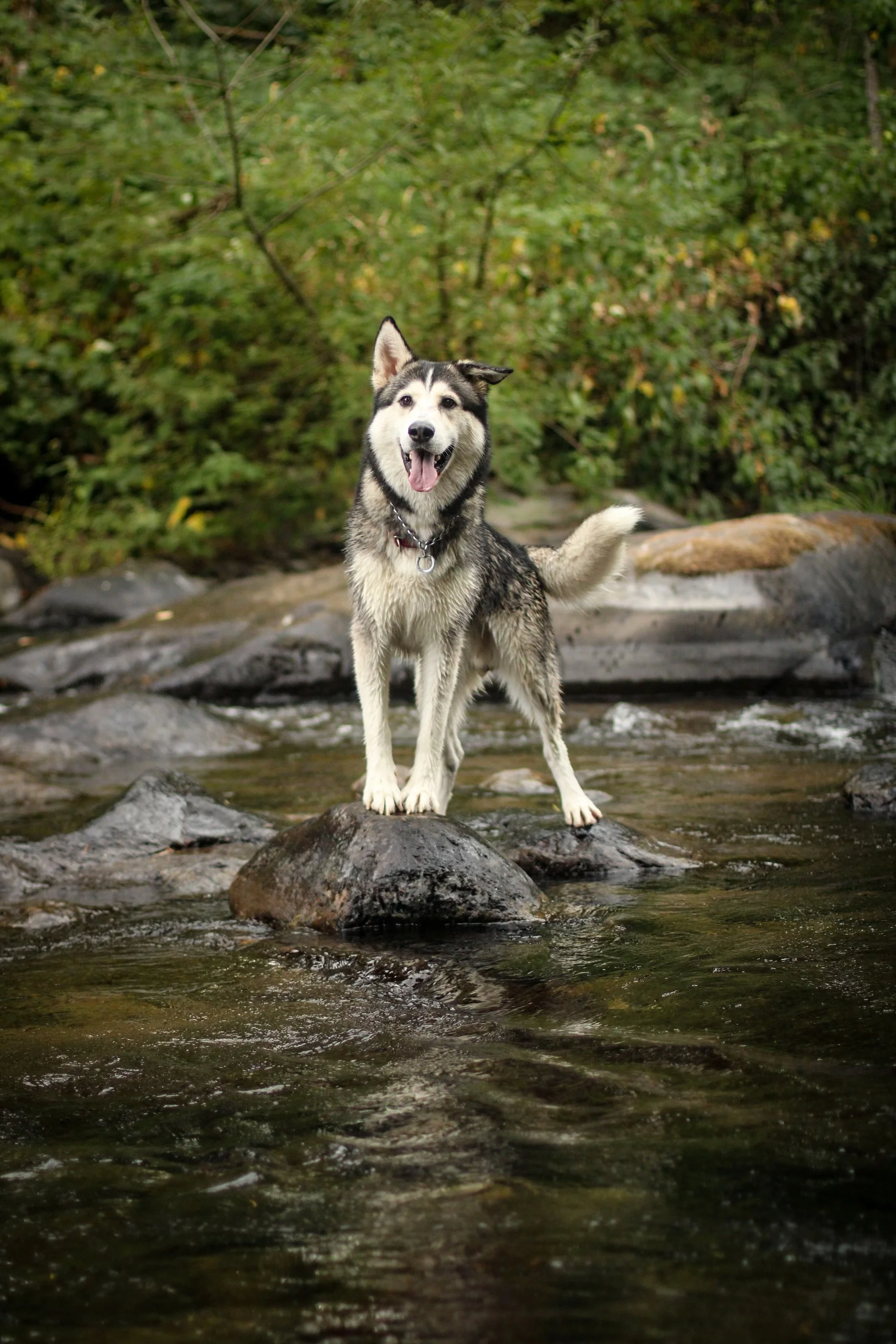 A happy Siberian Husky standing on rocks in a stream with green foliage in the background.