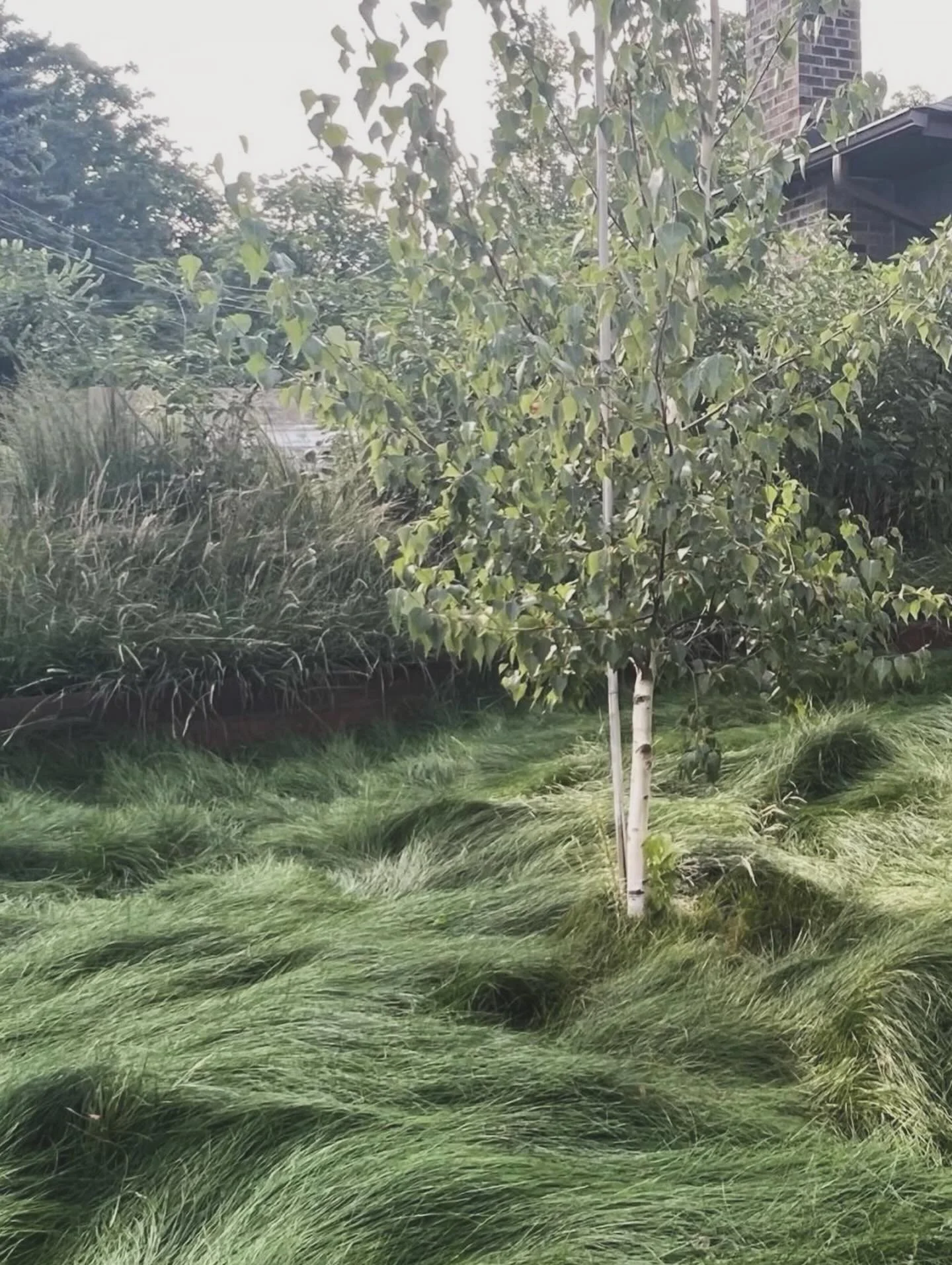 Buchanan is a small but mighty urban lot in Northeast Minneapolis.

We created this landscape from scratch. We grew perennials from seed, replaced lawn with wildflowers and fescue grasses, and built planters and walls out of recycled steel panels fro