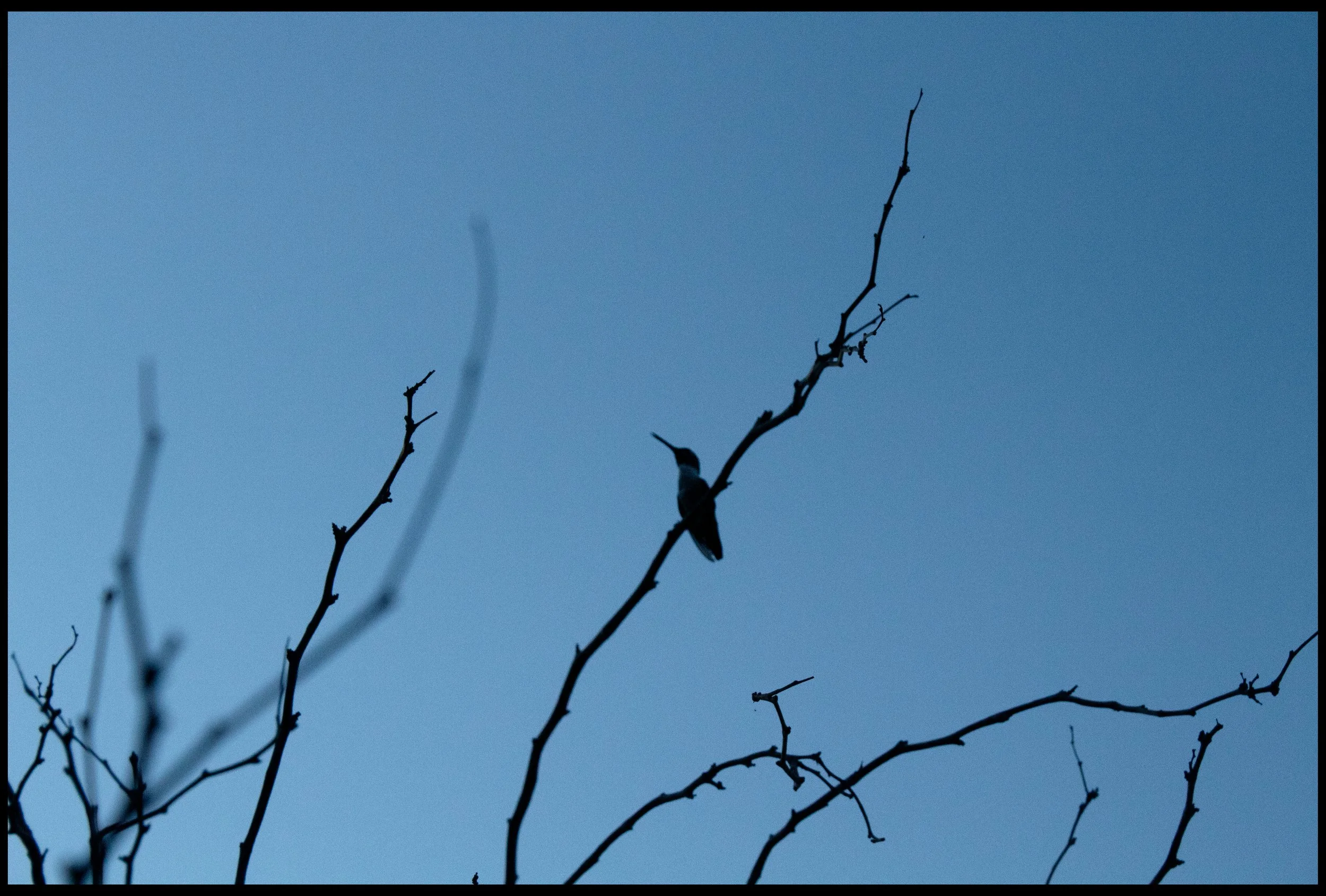border Bird Branch copy.jpg