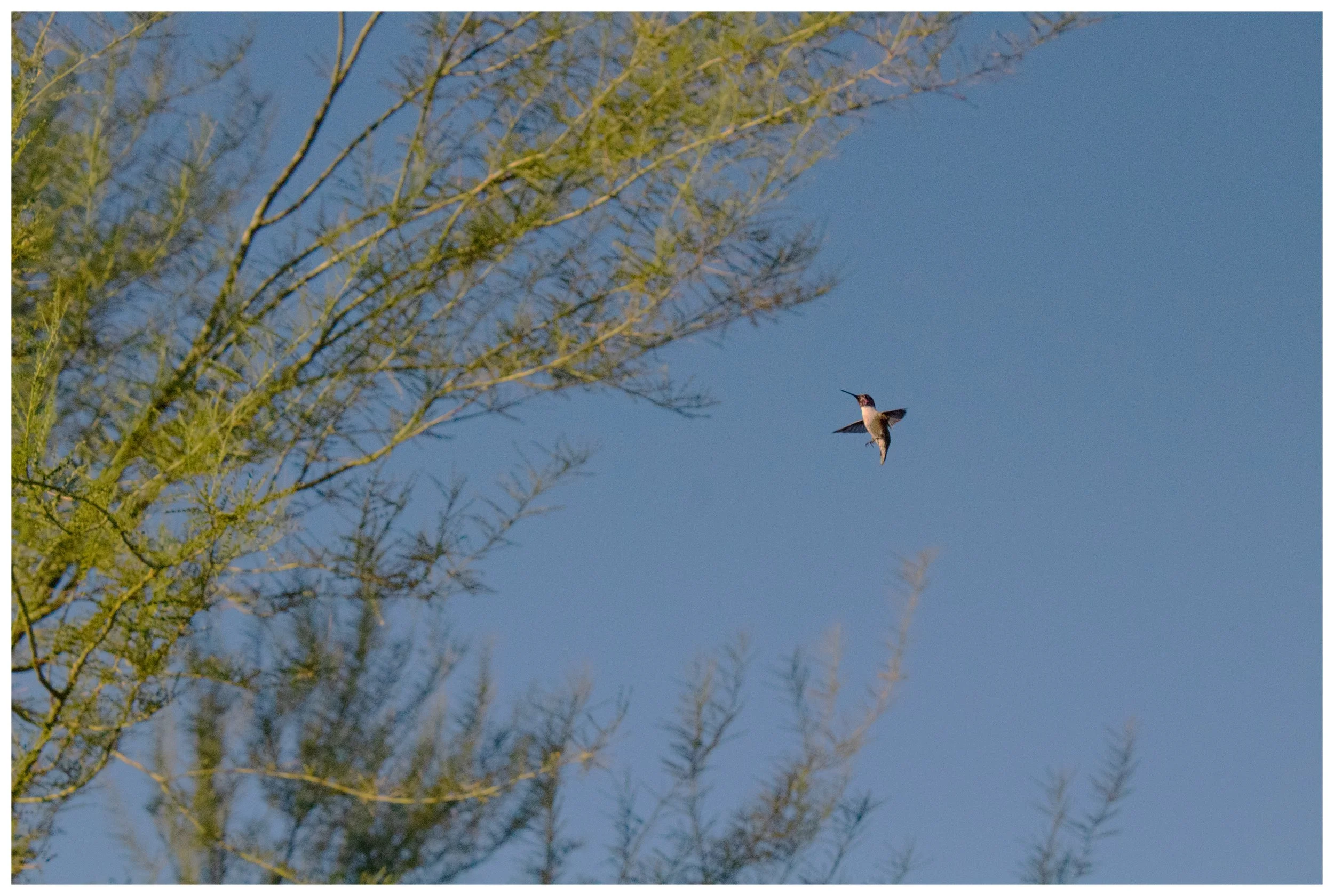 Border bird tree.jpg