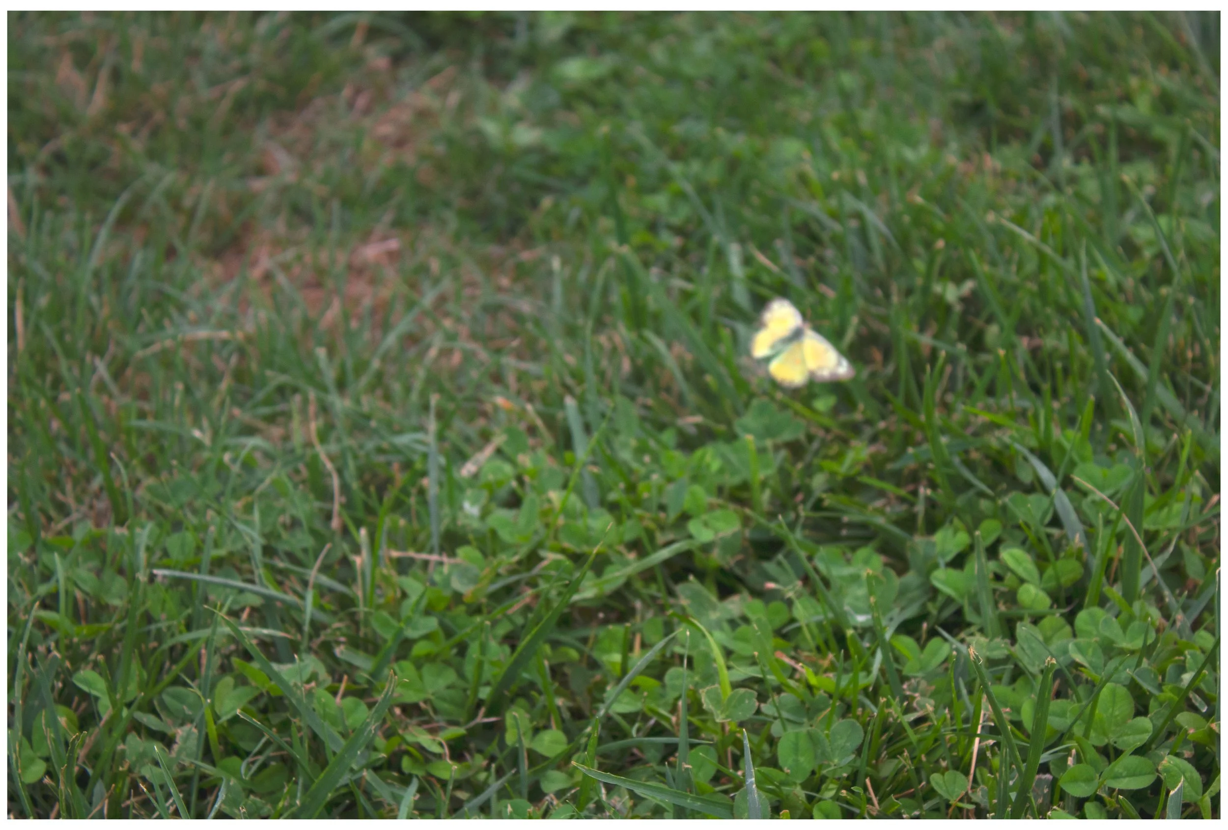 Border Butterfly grass.jpg