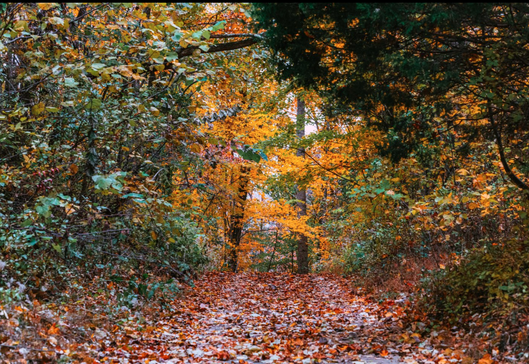 Cardwell Mountain trail.png