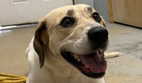 Pet of the week