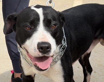 Pet of the week