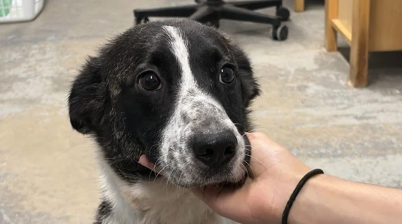 Pet of the Week