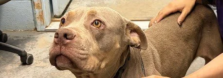 Pet of the Week