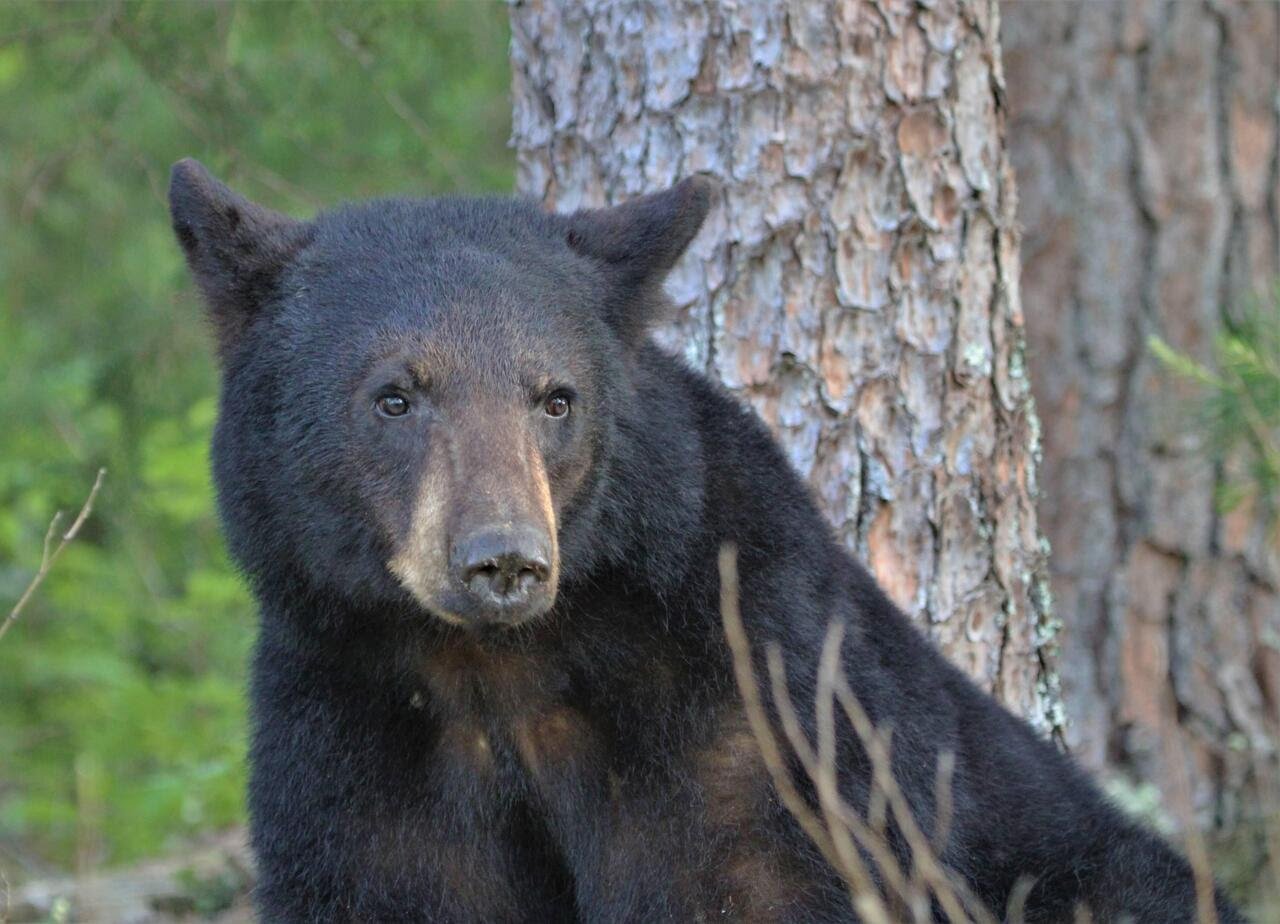 Black bear safety