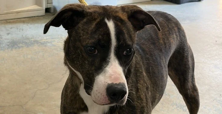 Pet of the Week