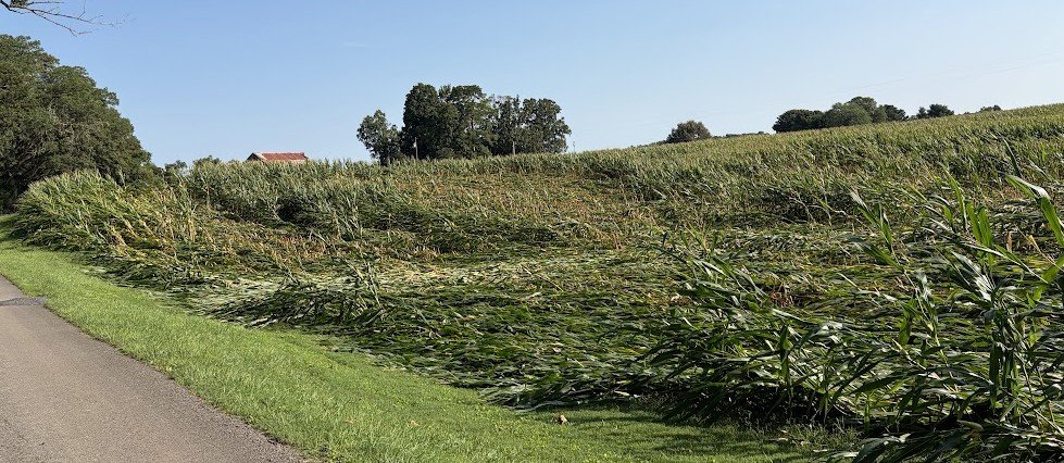 Corn down1.jpg
