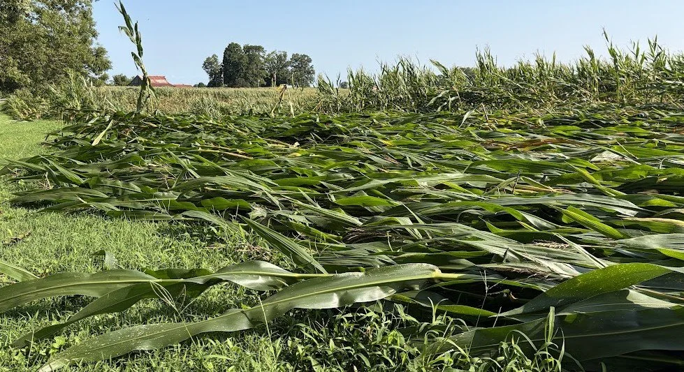 Corn Down2.jpg