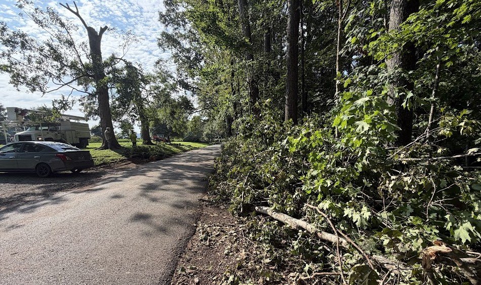 Trees down.jpg