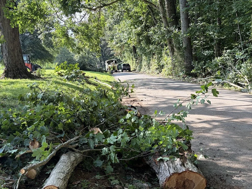 Trees down2.jpg