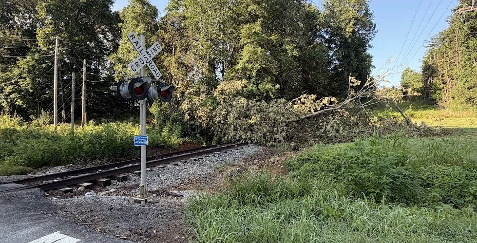 Tree down.jpg