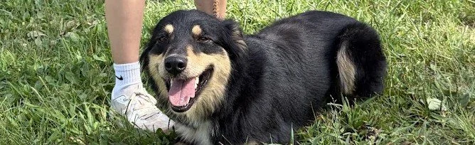 Pet of the Week