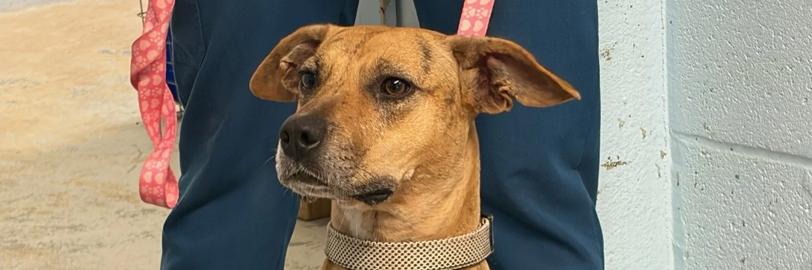Thirty-five animals find forever homes