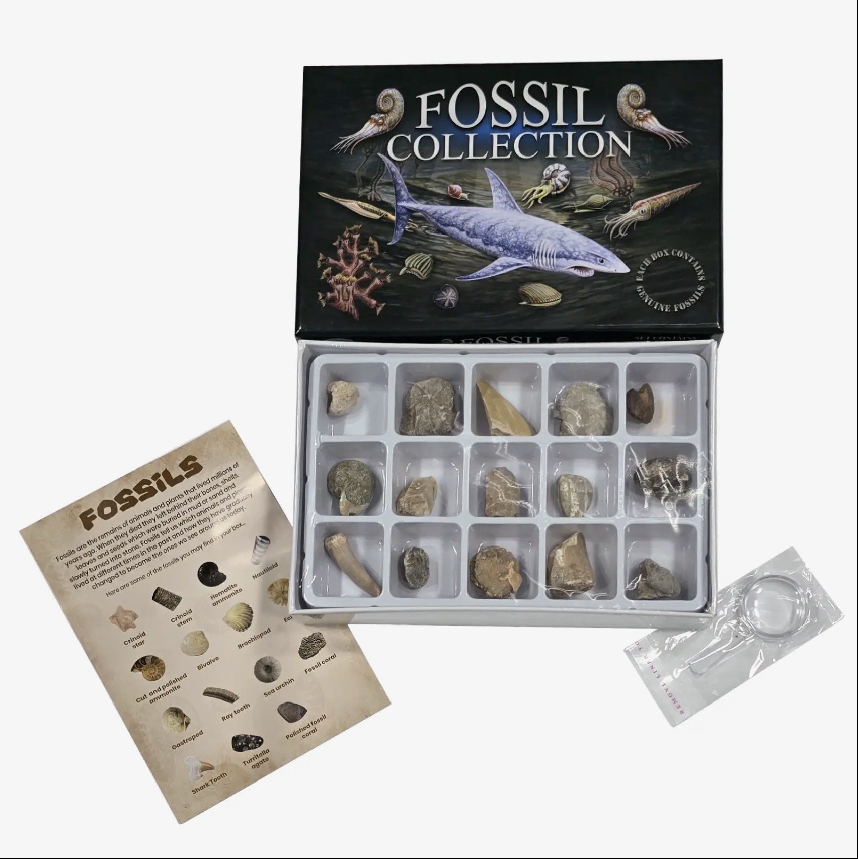 Premium Party Favor: Fossil Collection Box Keepsake