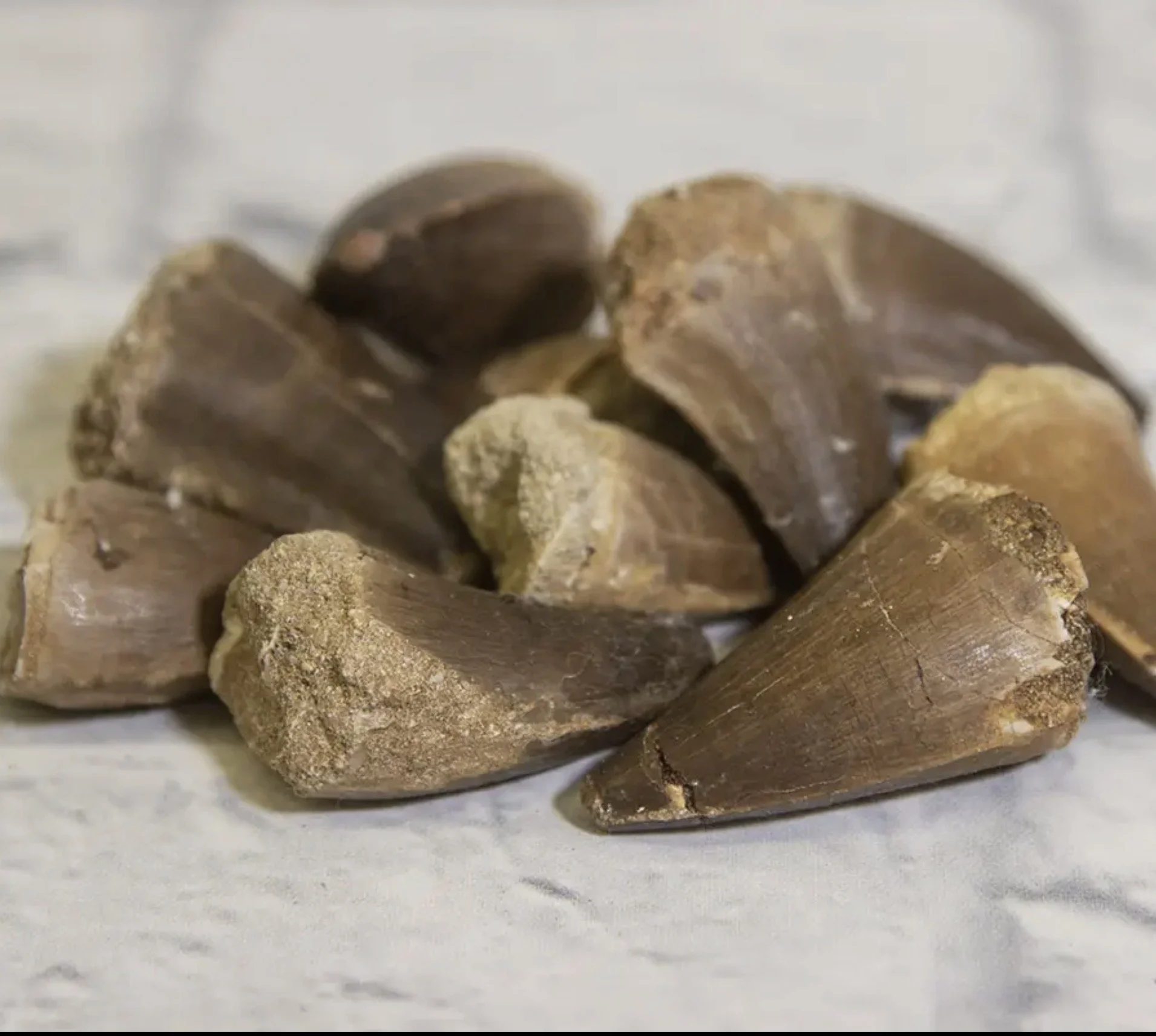 Party Favor Add On: Mosasaurus Tooth xKid
