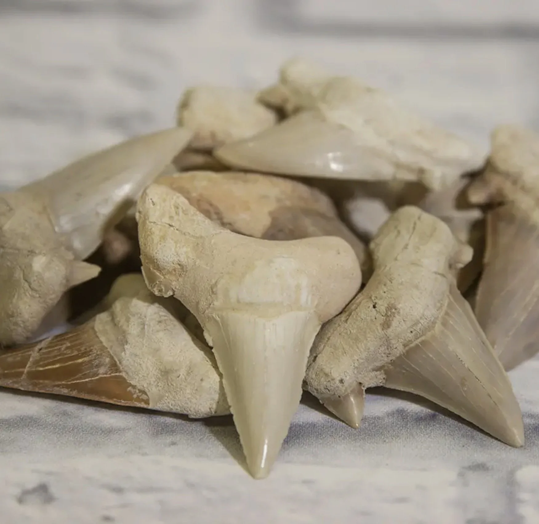 Party Favor Add On: Shark Tooth xkid