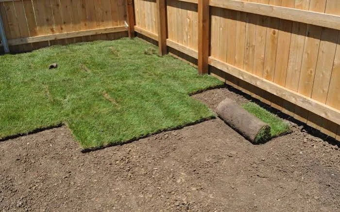 A backyard with a wooden fence, partially covered by new sod grass, and a roll of additional sod ready to be laid.