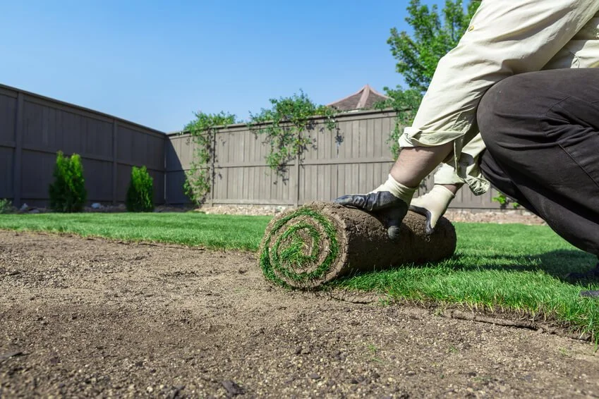 Person laying down sod in a backyard, rolling out a large sod roll onto soil with a wooden fence and trees in the background.
