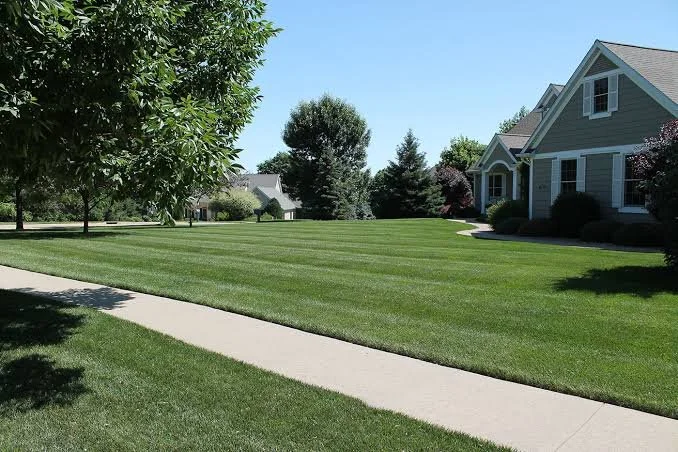 A suburban yard with a well-maintained green lawn, sidewalks, and houses surrounded by trees under a clear blue sky.