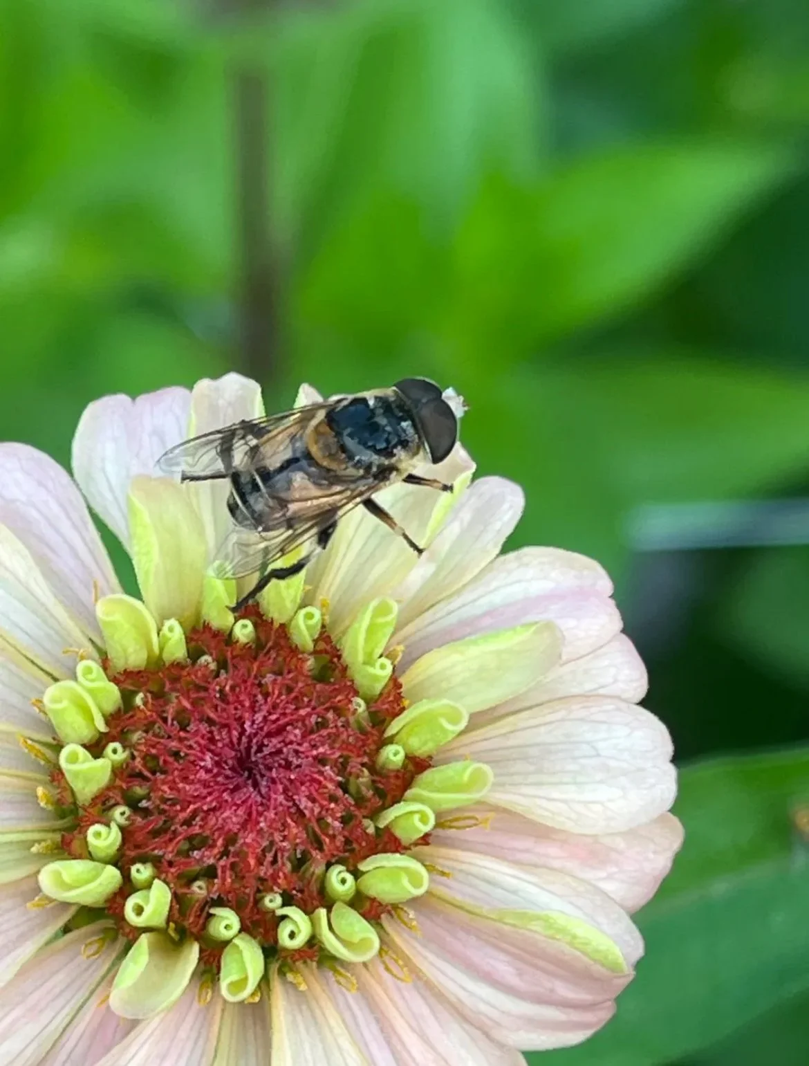 IMG_1307.jpeg