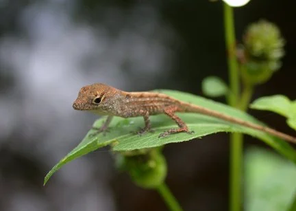 GTM Reserve Nature &amp; Wildlife Exploration
