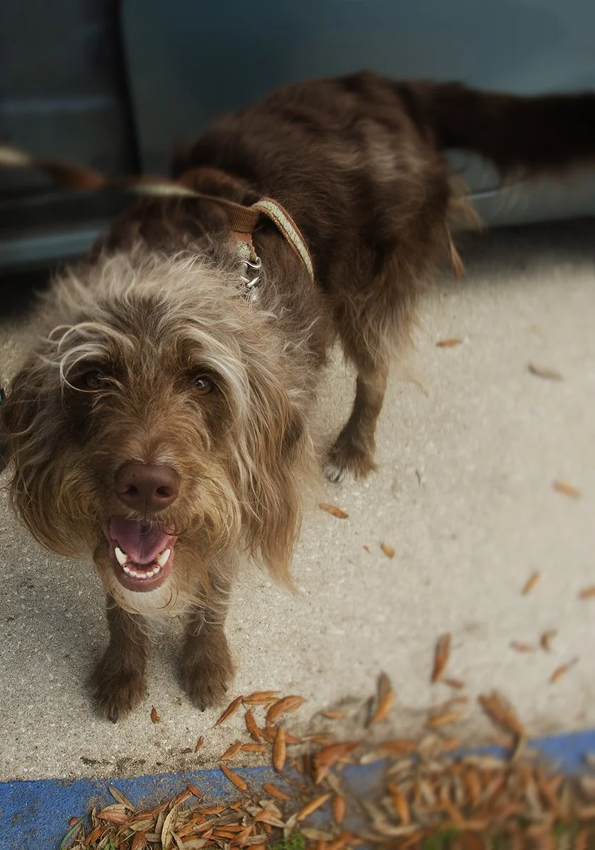 Gamble_Rogers_Fest2026_EventsStAugustine_9300 copy.jpg