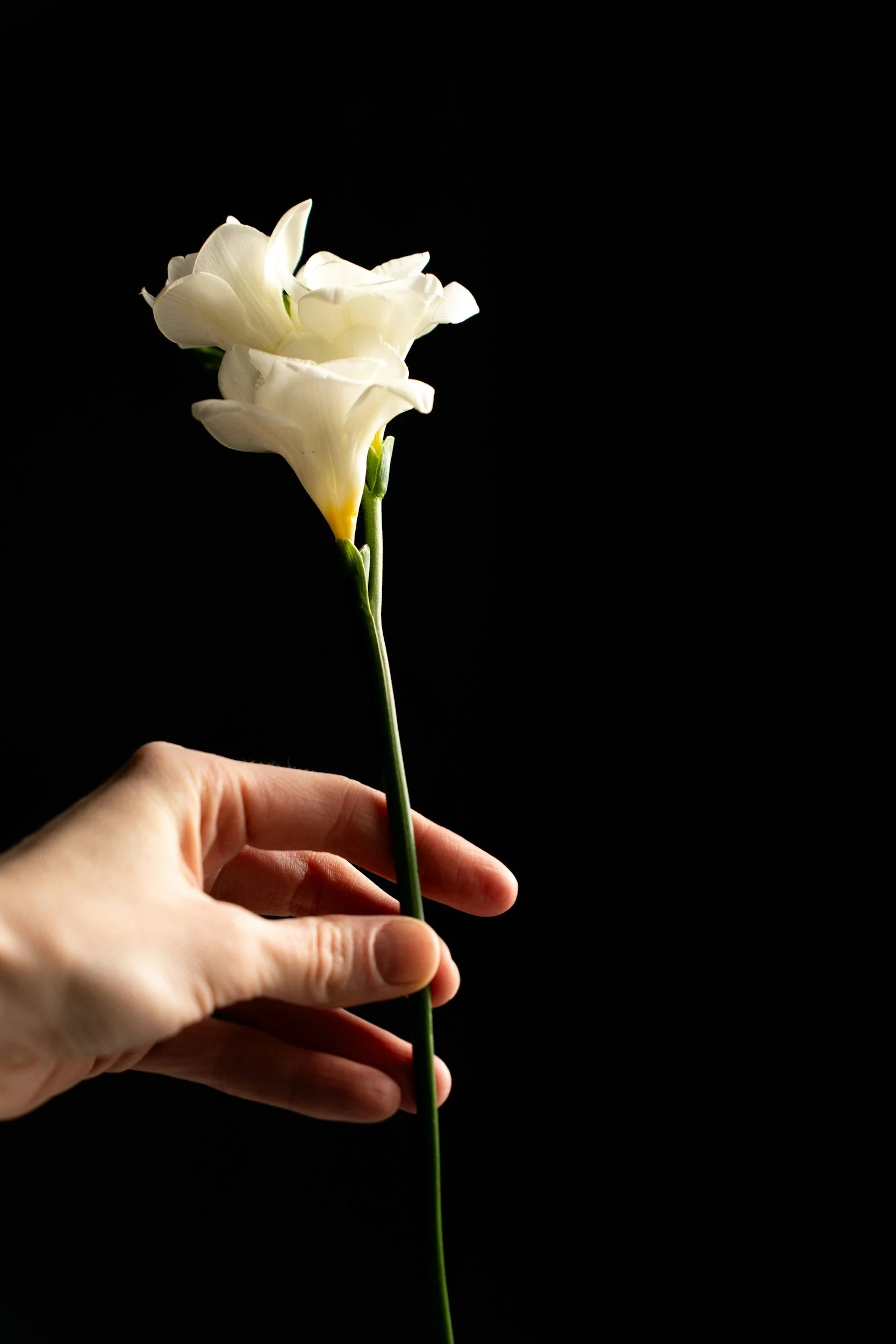 A hand holding a white flower with multiple petals against a black background.