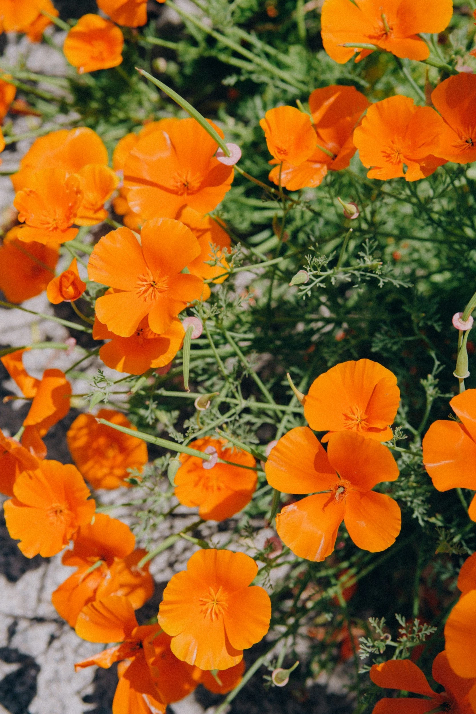 The Best Florist in Nevada City — What to Look for When Ordering Local Flowers