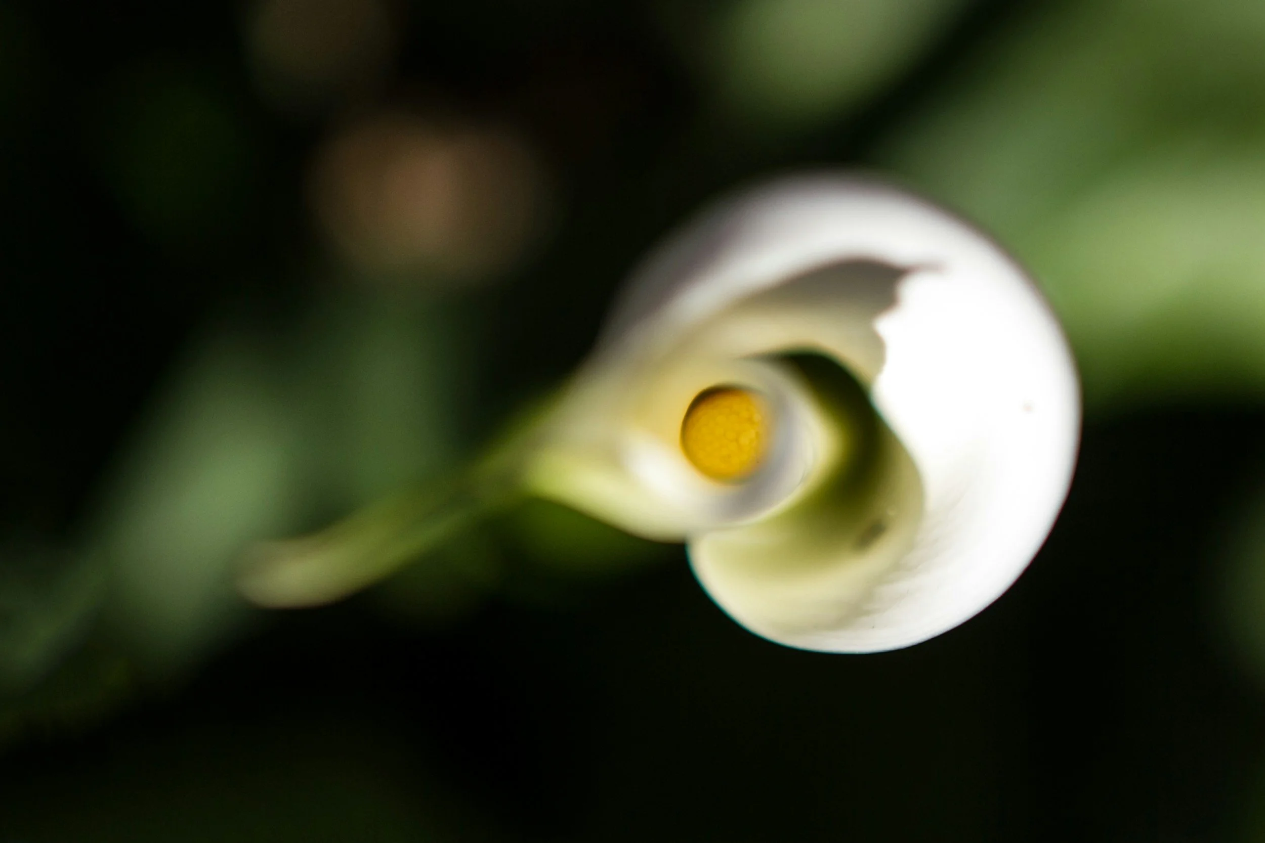 Your Nevada City Florist: Fresh Flowers Rooted in the Sierra Foothills